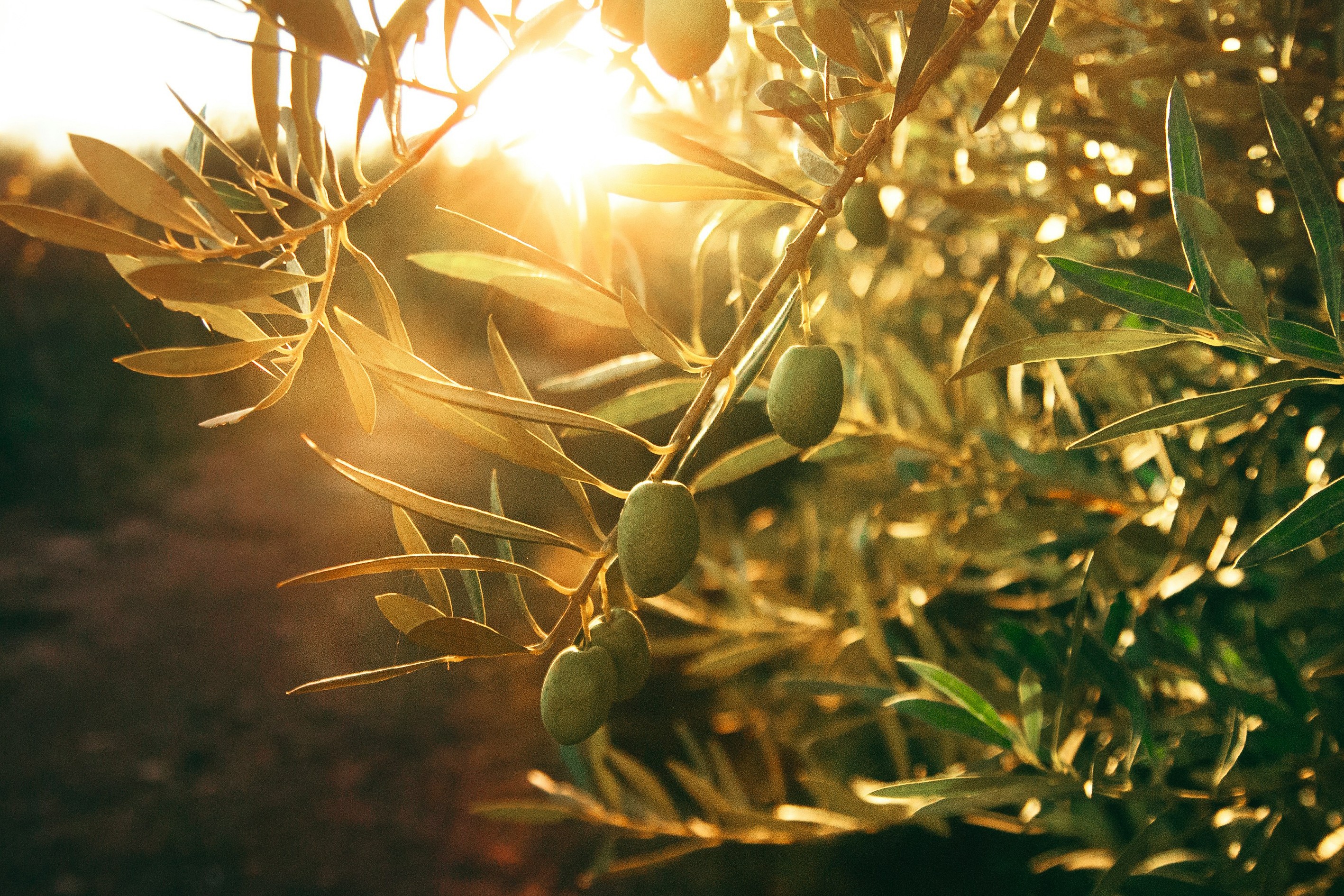 Alla scoperta delle diverse Varietà di olive del Lazio